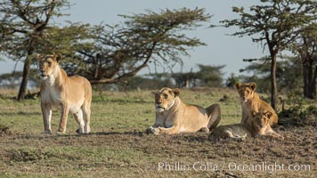 Lions, Olare Orok Conservancy, Kenya, Panthera leo