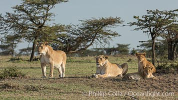 Lions, Olare Orok Conservancy, Kenya, Panthera leo