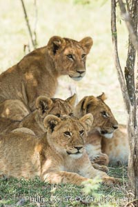 Lions resting in shade during midday heat, Olare Orok Conservancy, Kenya