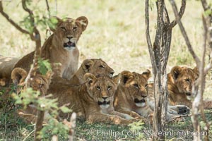 Lions resting in shade during midday heat, Olare Orok Conservancy, Kenya, Panthera leo