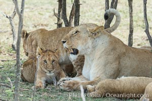 Lions resting in shade during midday heat, Olare Orok Conservancy, Kenya, Panthera leo