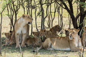 Lions resting in shade during midday heat, Olare Orok Conservancy, Kenya, Panthera leo