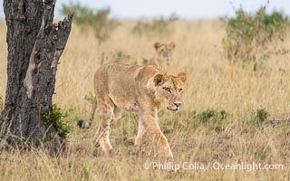 Lions of the River Pride, Greater Masai Mara, Kenya, Panthera leo, Mara North Conservancy