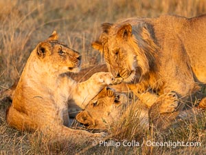 Lions Socializing and Playing at Sunrise, Mara North Conservancy, Kenya. These lions are part of the same pride and are playing, not fighting, Panthera leo