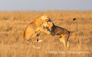 Lions Socializing and Playing at Sunrise, Mara North Conservancy, Kenya. These lions are part of the same pride and are playing, not fighting, Panthera leo