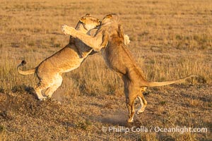Lions Socializing and Playing at Sunrise, Mara North Conservancy, Kenya. These lions are part of the same pride and are playing, not fighting, Panthera leo