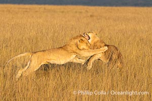 Lions Socializing and Playing at Sunrise, Mara North Conservancy, Kenya. These lions are part of the same pride and are playing, not fighting, Panthera leo