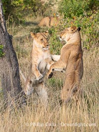 Lions Socializing and Playing at Sunrise, Mara North Conservancy, Kenya. These lions are part of the same pride and are playing, not fighting, Panthera leo