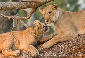 Lions in a tree, Maasai Mara National Reserve, Kenya, Panthera leo