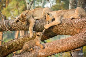 Lions in a tree, Maasai Mara National Reserve, Kenya, Panthera leo
