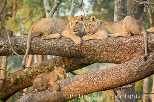 Lions in a tree, Maasai Mara National Reserve, Kenya, Panthera leo