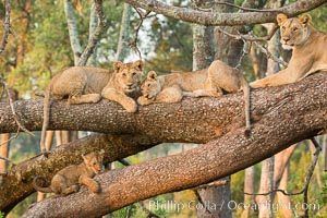 Lions in a tree, Maasai Mara National Reserve, Kenya, Panthera leo