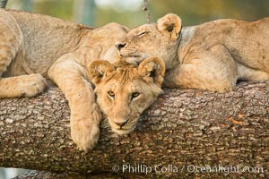 Lions in a tree, Maasai Mara National Reserve, Kenya, Panthera leo