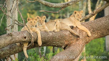 Lions in a tree, Maasai Mara National Reserve, Kenya, Panthera leo