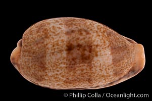 Lisping Caurica Cowrie, Cypraea caurica blaesa