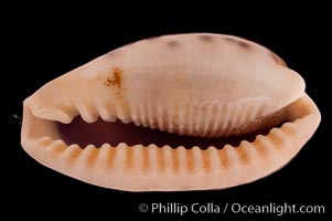 Lisping Caurica Cowrie, Cypraea caurica blaesa