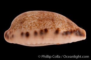 Lisping Caurica Cowrie, Cypraea caurica blaesa