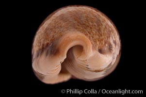 Lisping Caurica Cowrie, Cypraea caurica blaesa