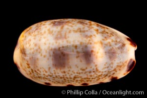 Lister's Cowrie, Cypraea listeri melvilli