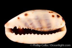 Lister's Cowrie, Cypraea listeri melvilli