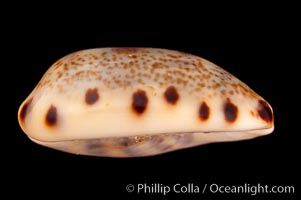 Lister's Cowrie, Cypraea listeri melvilli