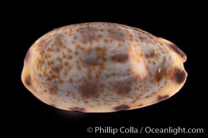 Lister's Cowrie, Cypraea listeri pauciguttata