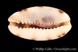 Lister's Cowrie, Cypraea listeri pauciguttata