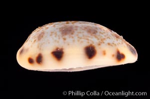 Lister's Cowrie, Cypraea listeri pauciguttata