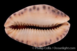 Little Arabian Cowrie, Cypraea arabicula