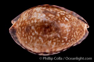 Little Arabian Cowrie, Cypraea arabicula