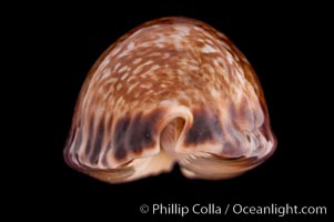 Little Arabian Cowrie, Cypraea arabicula