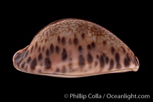 Little Arabian Cowrie, Cypraea arabicula