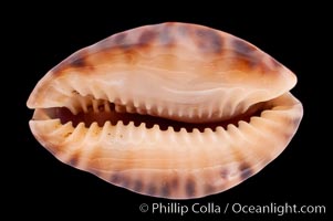 Little Arabian Cowrie, Cypraea arabicula