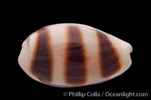 Little-Donkey Cowrie, Cypraea asellus