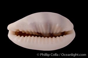 Little-Donkey Cowrie., Cypraea asellus, natural history stock photograph, photo id 08770
