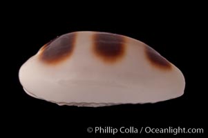 Little-Donkey Cowrie, Cypraea asellus