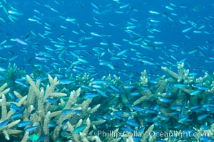 Juvenile blue-green chromis schooling in ocean current over hard corals, Fijii. Makogai Island, Lomaiviti Archipelago, Chromis viridis, natural history stock photograph, photo id 31398