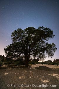 Live Oak and Stars at night, backlit by a full moon, Joshua Tree National Park, California