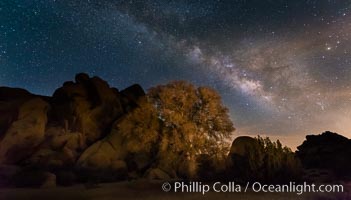 Live Oak and Milky Way, rocks and stars, Joshua Tree National Park at night