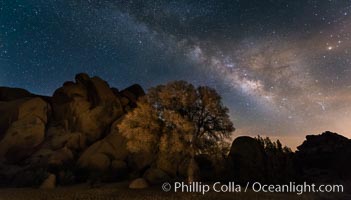 Live Oak and Milky Way, rocks and stars, Joshua Tree National Park at night