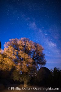 Live Oak and Milky Way, rocks and stars, Joshua Tree National Park at night. California, USA, natural history stock photograph, photo id 28424