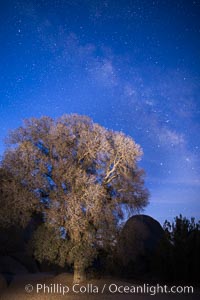 Live Oak and Milky Way, rocks and stars, Joshua Tree National Park at night. California, USA, natural history stock photograph, photo id 28425