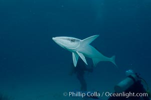 Live sharksucker, commonly found on sharks but also encountered freeswimming, will often approach divers.  Northern Bahamas, Echeneis naucrates