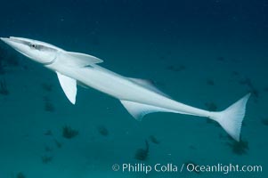 Live sharksucker, commonly found on sharks but also encountered freeswimming, will often approach divers.  Northern Bahamas, Echeneis naucrates