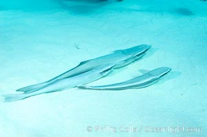 Live sharksuckers laying in sand, commonly found on sharks but also encountered freeswimming, will often approach divers.  Northern Bahamas, Echeneis naucrates