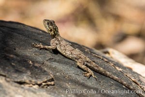 Lizard, Meru National Park, Kenya