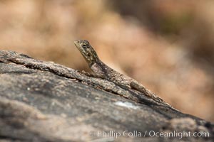 Lizard, Meru National Park, Kenya