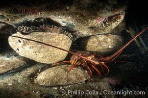 A California spiny lobster sits amid four red abalone on a shale reef shelf, Haliotis rufescens, Panulirus interruptus, San Diego