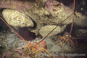 Spiny lobster and several abalone, Panulirus interruptus, San Clemente Island