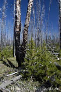 Yellowstones historic 1988 fires destroyed vast expanses of forest. Here scorched, dead stands of lodgepole pine stand testament to these fires, and to the renewal of these forests. Seedling and small lodgepole pines can be seen emerging between the dead trees, growing quickly on the nutrients left behind the fires. Southern Yellowstone National Park, Pinus contortus